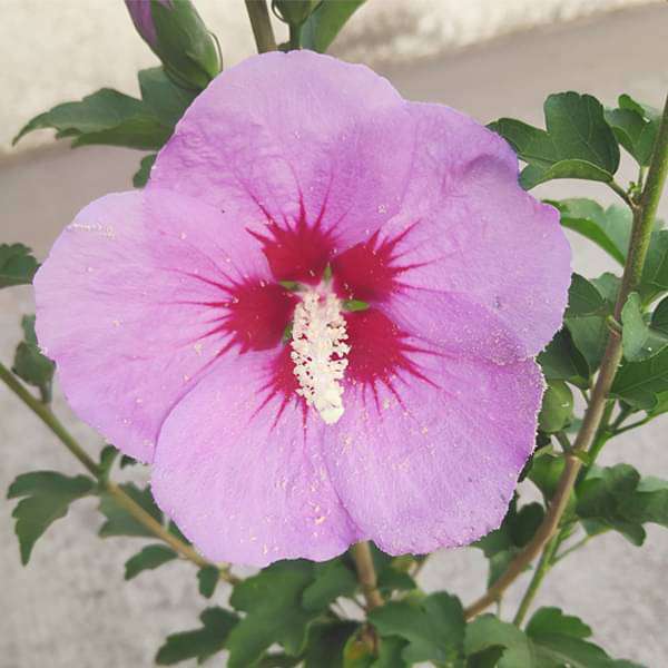 Hibiscus Pink - 10" Pot