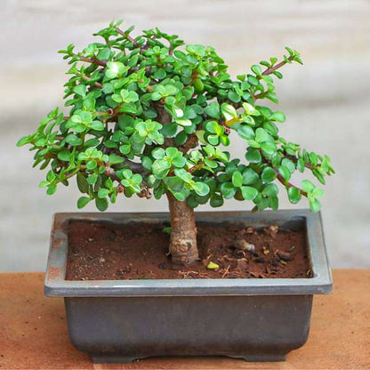 jade bonsai - plant