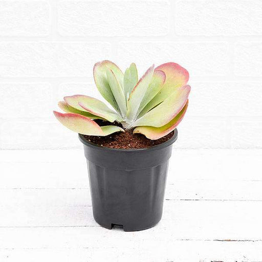 Flapjack - 5" Pot