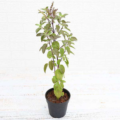 Eco-Friendly Ganesh Plant Pack