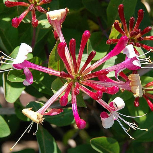 lonicera - plant