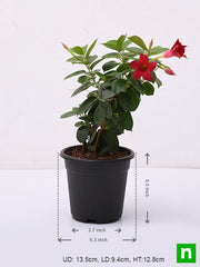 Mandevilla Mixed - 6" Pot