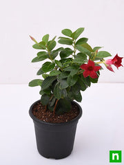 Mandevilla Mixed - 5" Pot