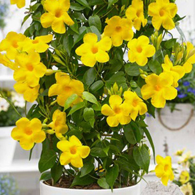 Mandevilla Yellow - 6" Pot