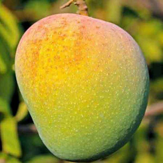 mango tree (badami 