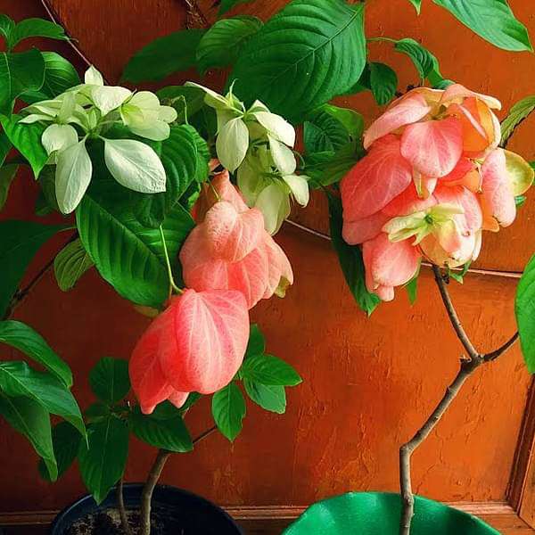 Mussaenda Mixed - 10" Grow bag