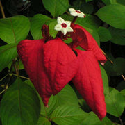 Mussaenda Mixed - 10" Grow bag
