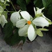 Mussaenda Mixed - 10" Grow bag