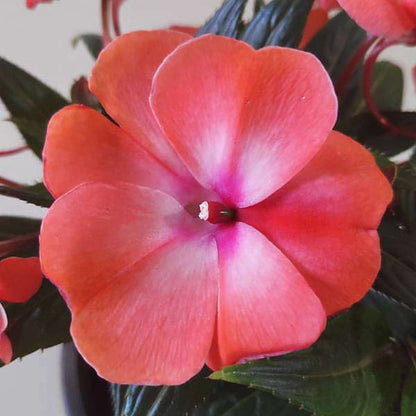 new guinea impatiens - plant