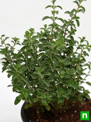 Sweet Marjoram - 5" Pot