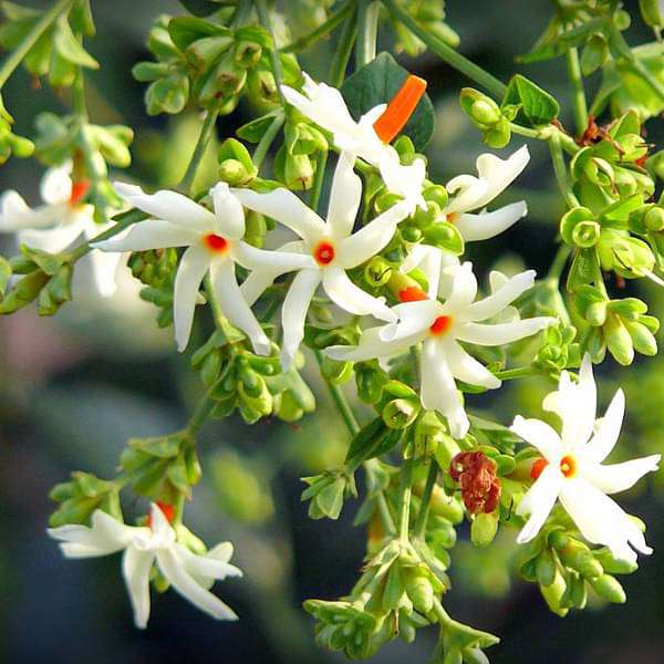 Vastu Plants Pack for Positive Energy