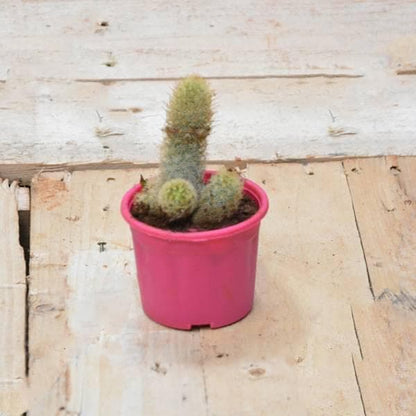 parodia leninghausii - plant