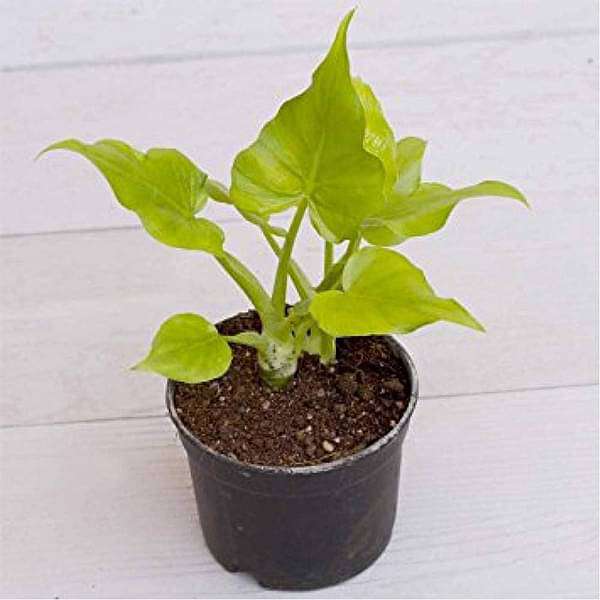 Philodendron Selloum Golden - 5" Pot