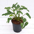 Philodendron xanadu Green Green - 5" Pot