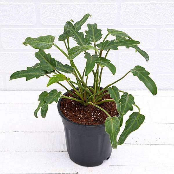 Philodendron xanadu Green Green - 5" Pot