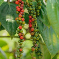 Black Pepper Black - 10" Grow bag