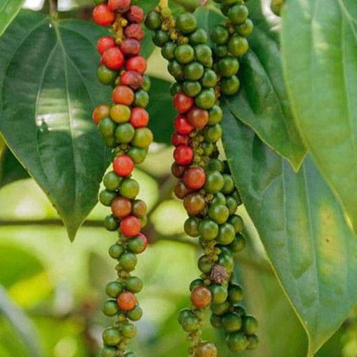 Black Pepper Black - 10" Grow bag