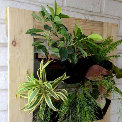 plants with vertical garden setup (2 x 2 ft) - plant