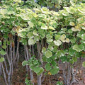 Ming Aralia Variegated - 10" Grow bag