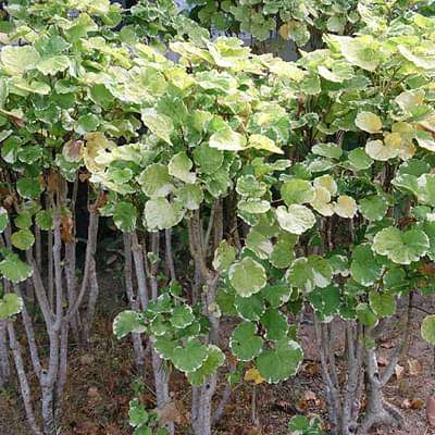 Ming Aralia Variegated - 10" Grow bag