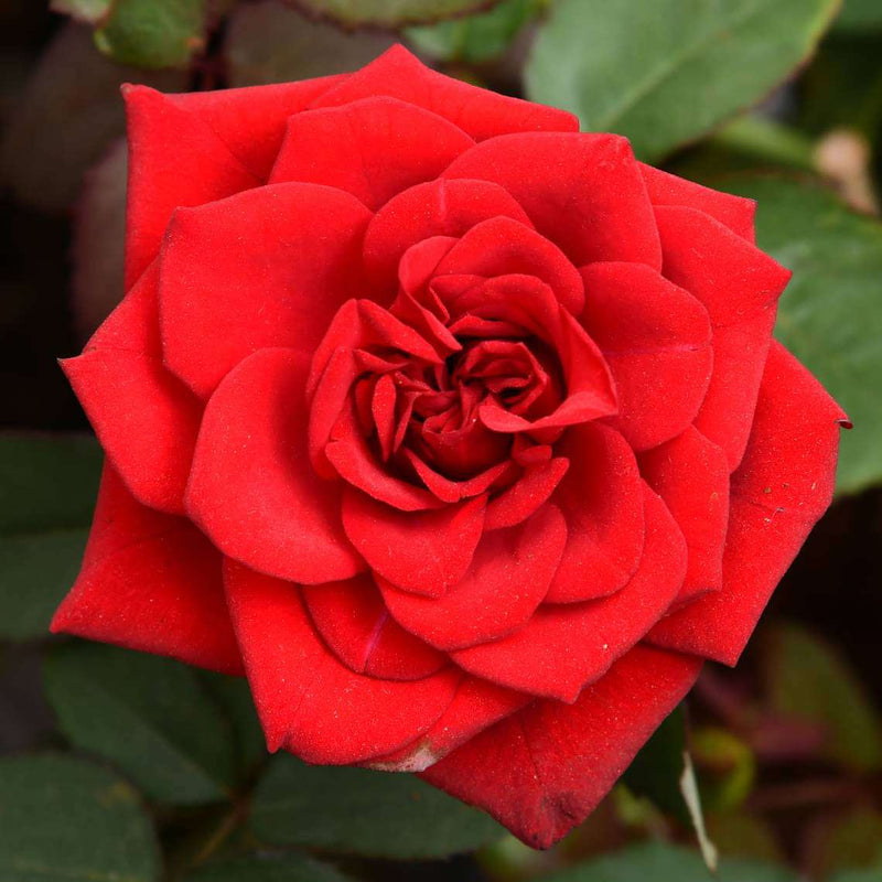Rose Red - 8" Pot
