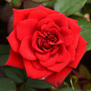 Rose Red - 8" Pot