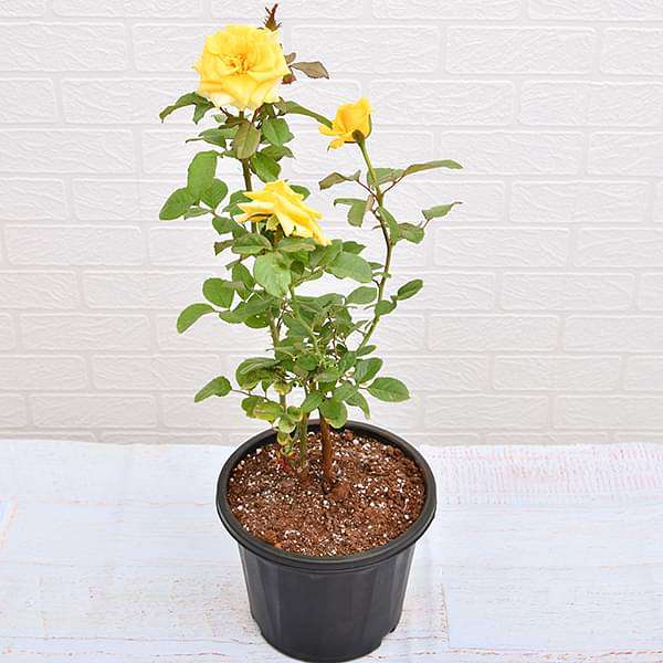 rose (yellow) plant 