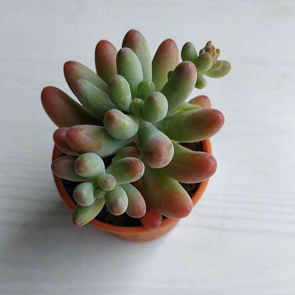 sedum rubrotinctum aurora - plant