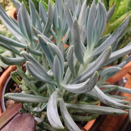 senecio vitalis blue - plant
