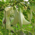 Sesbania grandiflora - 10" Pot