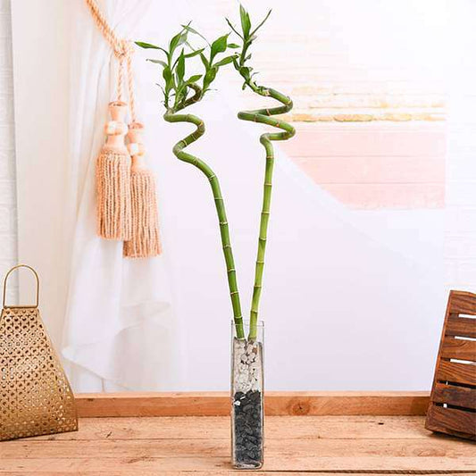 set of 2 spiral sticks lucky bamboo in a square glass vase with pebbles - plant