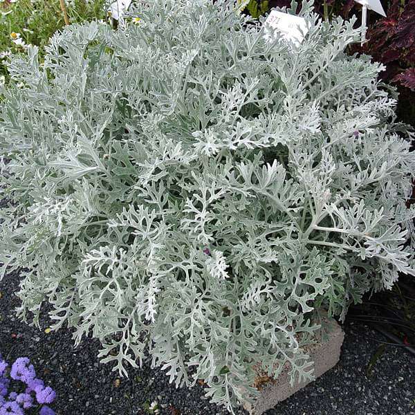 Silver Dust Silver - 5" Pot