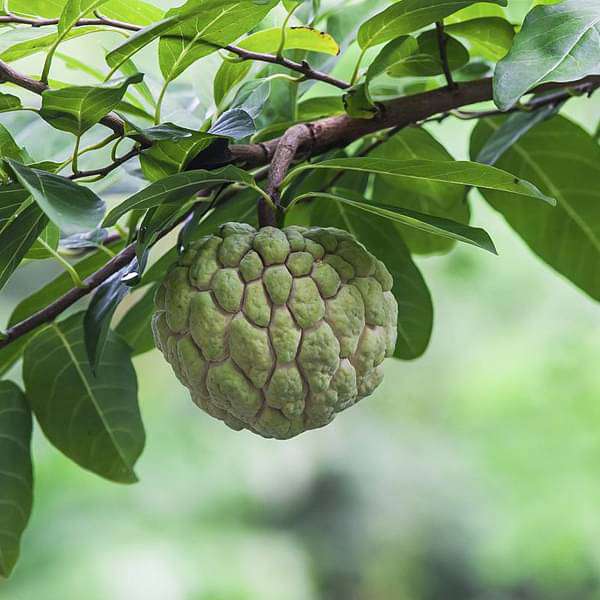 Custard Apple - 10" Grow bag