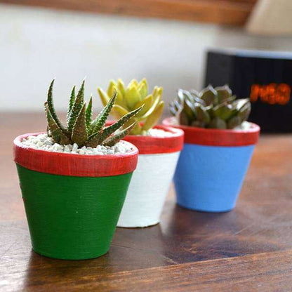 succulent triplets in colorful pots (2.5in ht) - plant