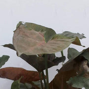 Syngonium Erythrophyllum Variegated - 5" Pot