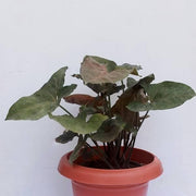 Syngonium Erythrophyllum Variegated - 4" Pot