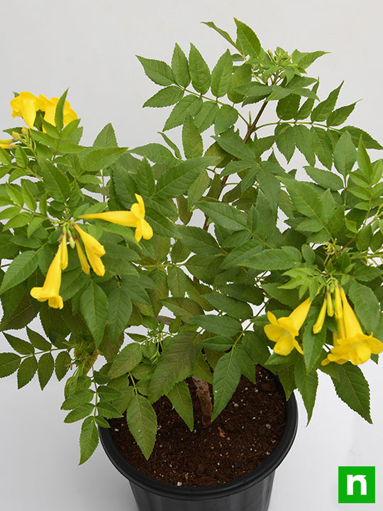 Yellow Elder Yellow - 5" Pot