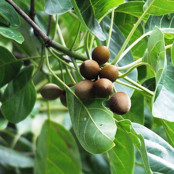 Terminalia Bellirica - 6" Grow bag
