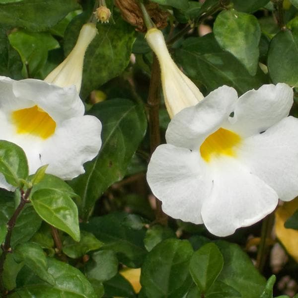 Bush Clock Vine White - 10" Grow bag
