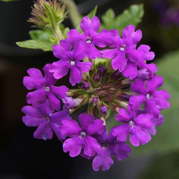 Verbena Purple - 6" Grow bag