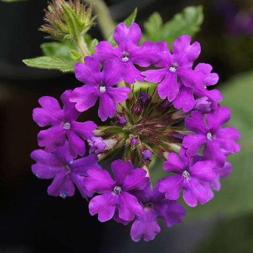 Verbena Mixed - 5" Pot