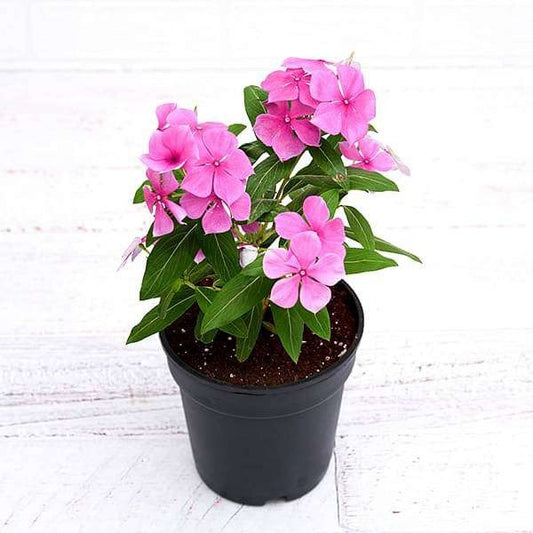 Set of 2 Flower Plants