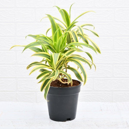 pleomele - plant