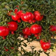 Pomegranate - 10" Grow bag