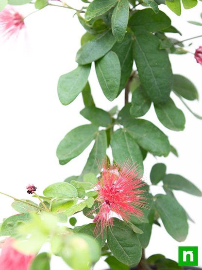 powder puff plant - plant