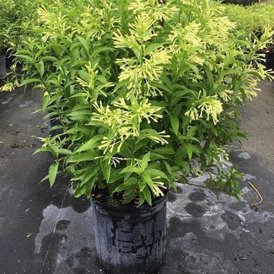 Raat Ki Rani, Raat Rani, Night Blooming Jasmine - Plant