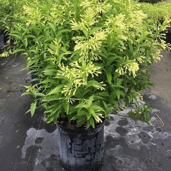 Low Maintenance Plants Pack of 6