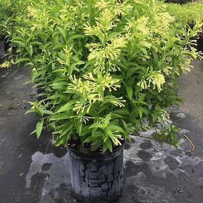 Low Maintenance Plants Pack of 6