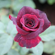 Rose Maroon - 10" Grow bag