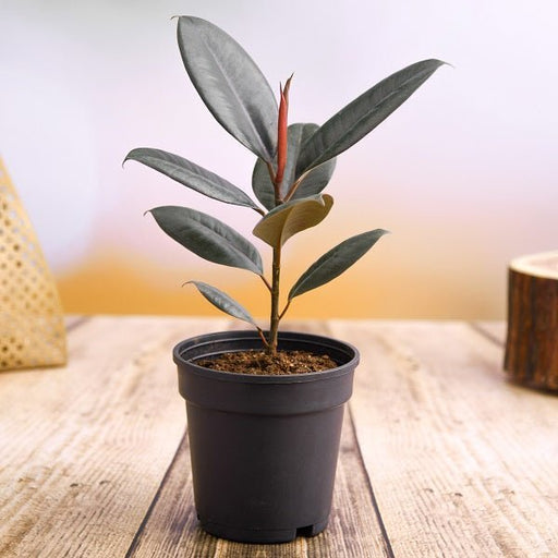 Rubber Plant - 4" Pot